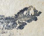 Leptolepides sprattiformis (BLAINVILLE 1818) - Bild &copy; FossNet FossilienStore